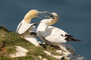 150611 BemptonCliffs 0050-2