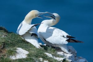 150611 BemptonCliffs 0050-3