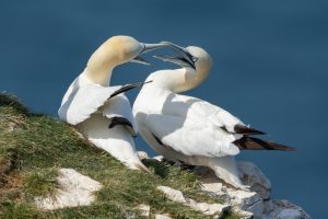 150611 BemptonCliffs 0050